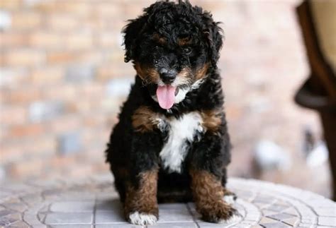  Overall, Bernedoodles are amazing dogs who are affectionate, loyal, playful, and smart